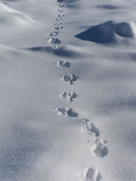 Rabbit Prints 